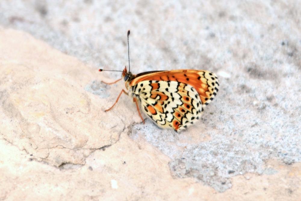 La Mélitée du Plantain (La), Déesse à ceinturons (La) Melitaea cinxia (Linnaeus, 1758)