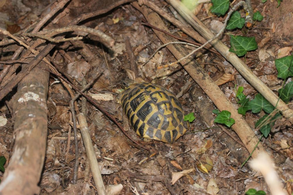 Tortue d'Hermann Testudo hermanni Gmelin, 1789