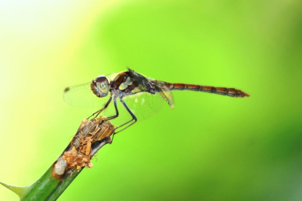Sympétrum fascié (Le) Sympetrum striolatum (Charpentier, 1840)