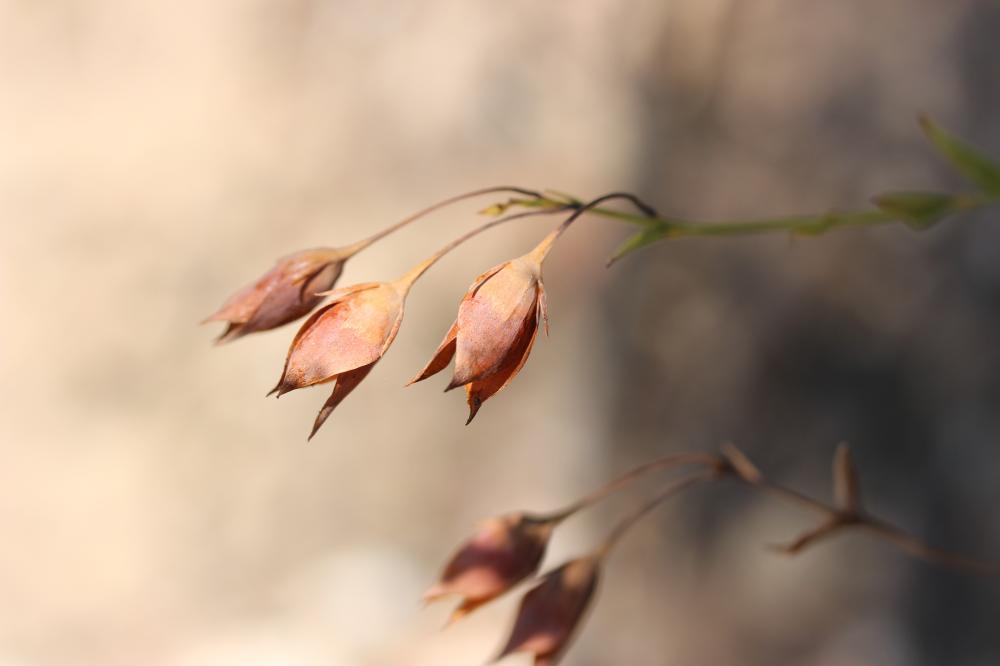 Hélianthème ligneux Diatelia tuberaria (L.) Demoly, 2011