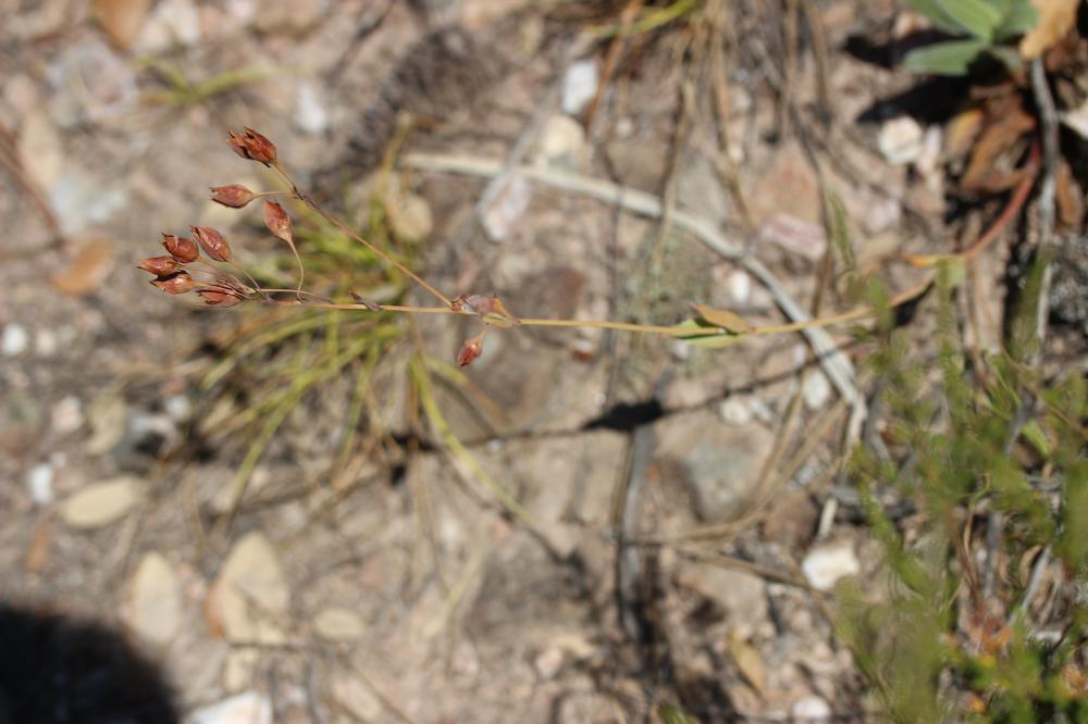 Hélianthème ligneux Diatelia tuberaria (L.) Demoly, 2011