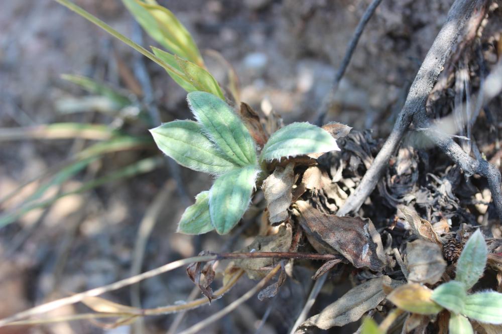Hélianthème ligneux Diatelia tuberaria (L.) Demoly, 2011