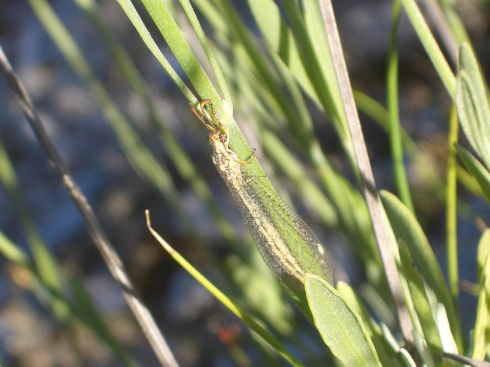 Macronemurus appendiculatus (Latreille, 1807)