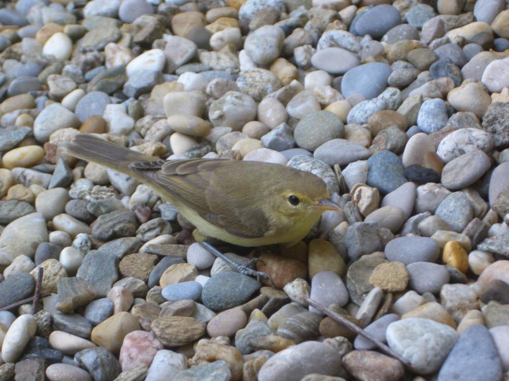 Pouillot véloce Phylloscopus collybita (Vieillot, 1887)