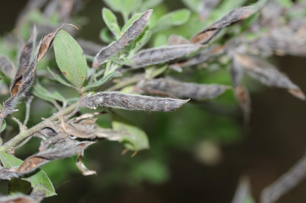Chamaécytise allongé, Cytise à longues grappes Cytisus triflorus Lam., 1786