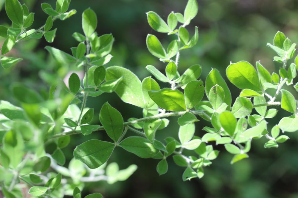 Chamaécytise allongé, Cytise à longues grappes Cytisus triflorus Lam., 1786