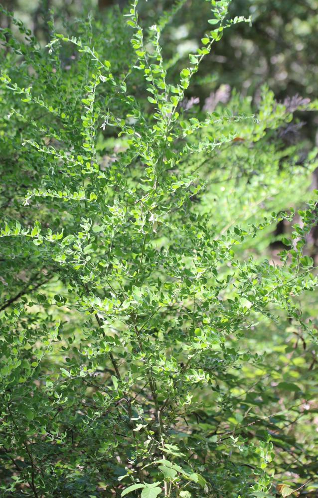 Chamaécytise allongé, Cytise à longues grappes Cytisus triflorus Lam., 1786