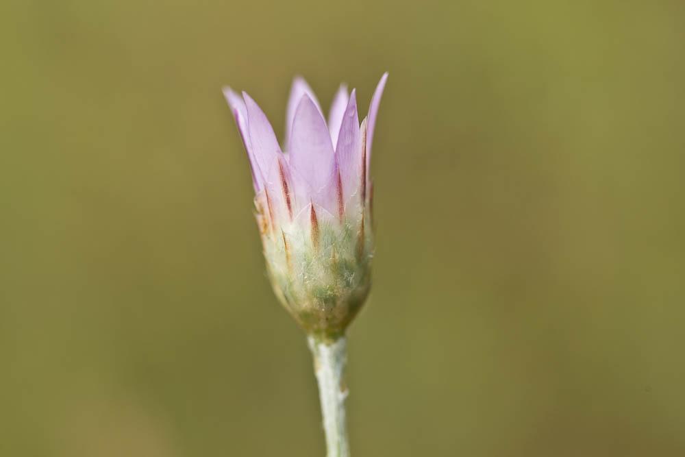 Immortelle à fleurs fermées Xeranthemum inapertum (L.) Mill., 1768