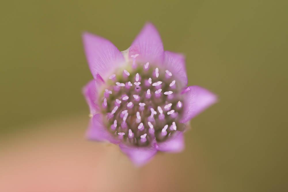 Immortelle à fleurs fermées Xeranthemum inapertum (L.) Mill., 1768