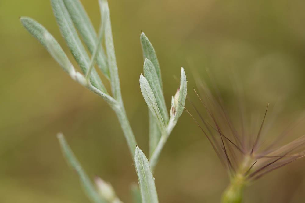 Immortelle à fleurs fermées Xeranthemum inapertum (L.) Mill., 1768