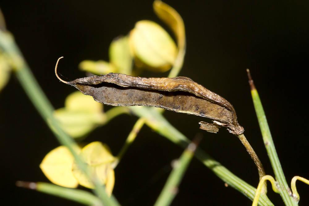 Cytise épineux Cytisus spinosus (L.) Bubani, 1899