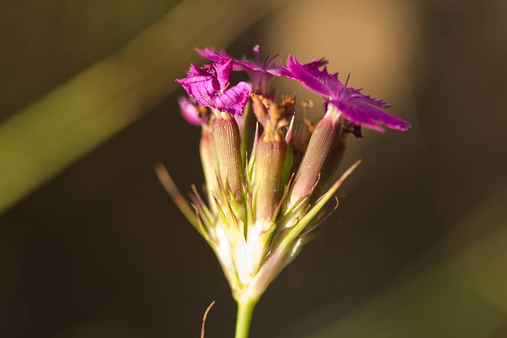 Œillet de Balbis Dianthus balbisii Ser., 1824