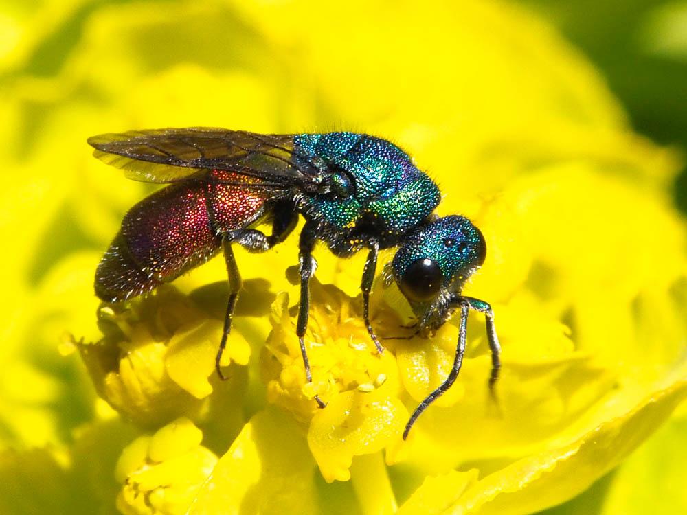 Chrysura Dahlbom, 1845