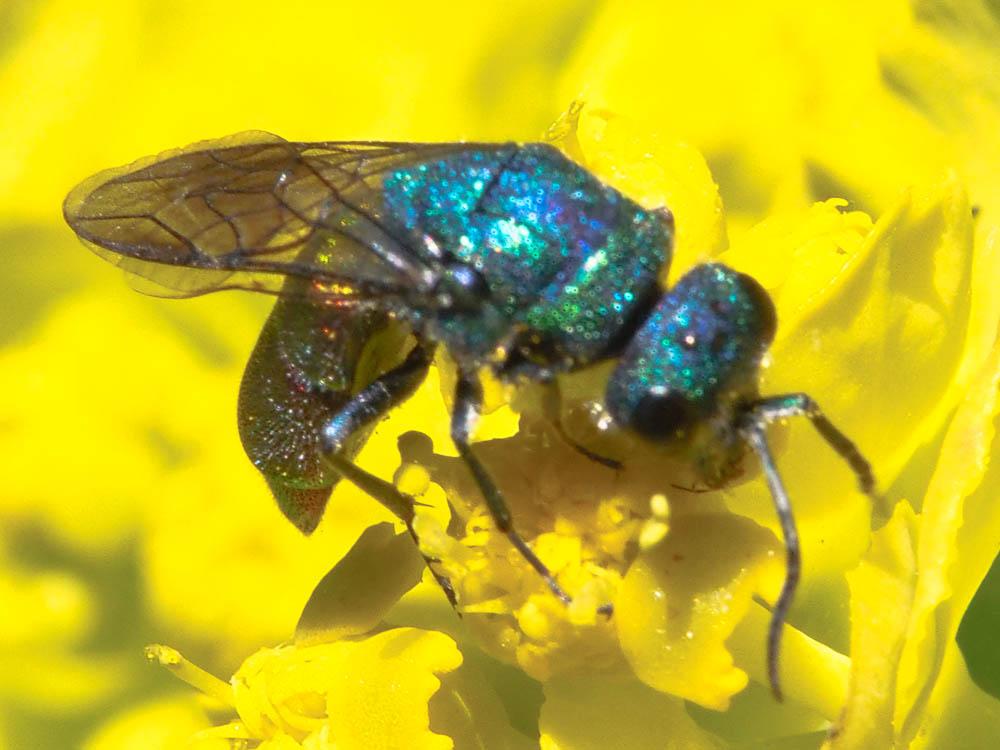  Chrysura Dahlbom, 1845