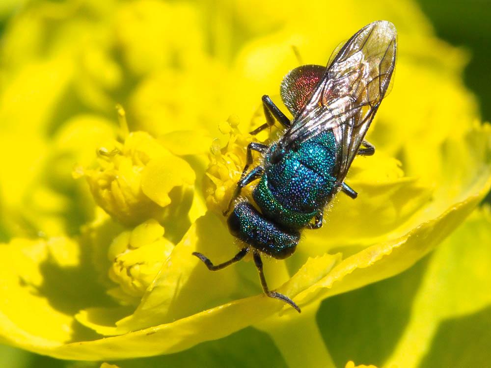  Chrysura Dahlbom, 1845