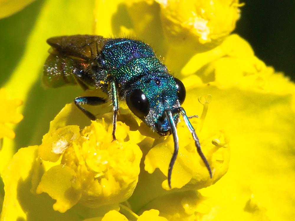 Chrysura Dahlbom, 1845