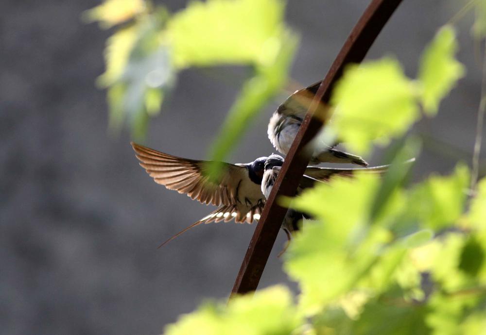 Hirondelle rustique, Hirondelle de cheminée Hirundo rustica Linnaeus, 1758