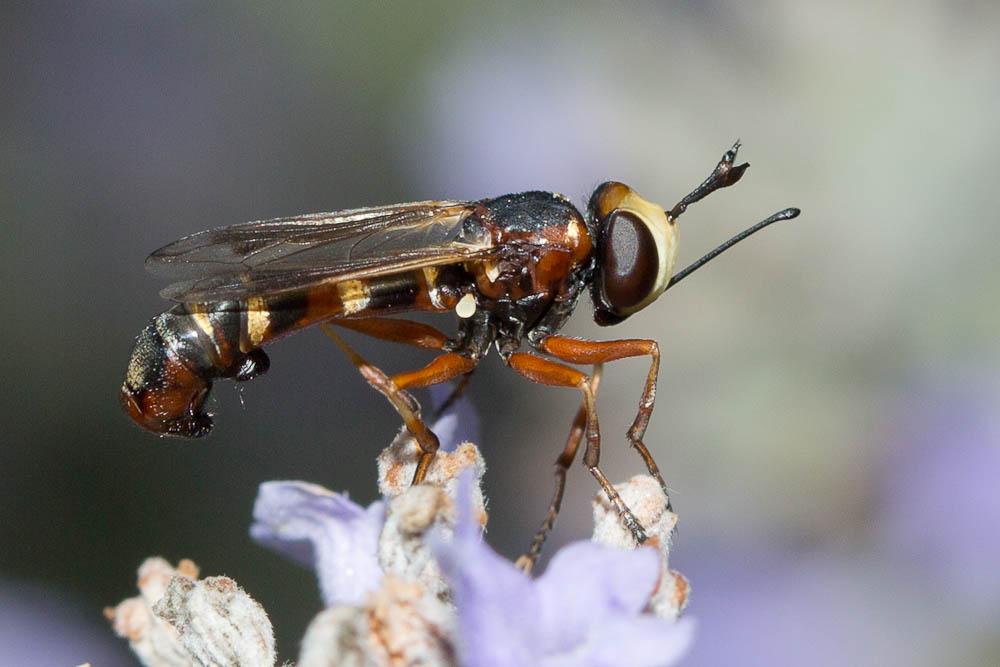 Physocephala chrysorrhoea (Meigen, 1824)