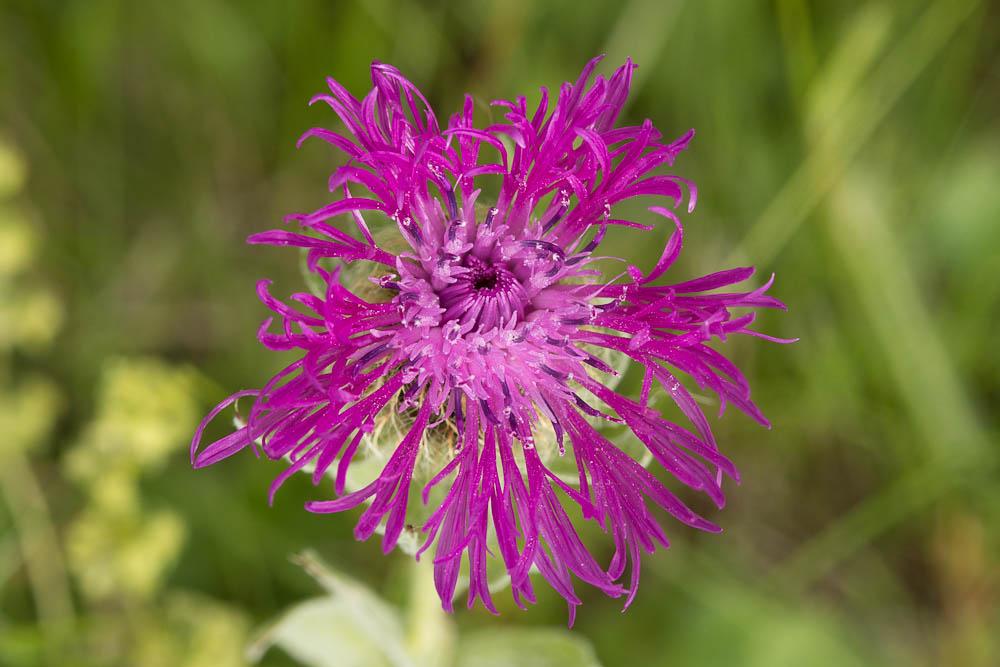 Centaurée à une fleur Centaurea uniflora Turra, 1765