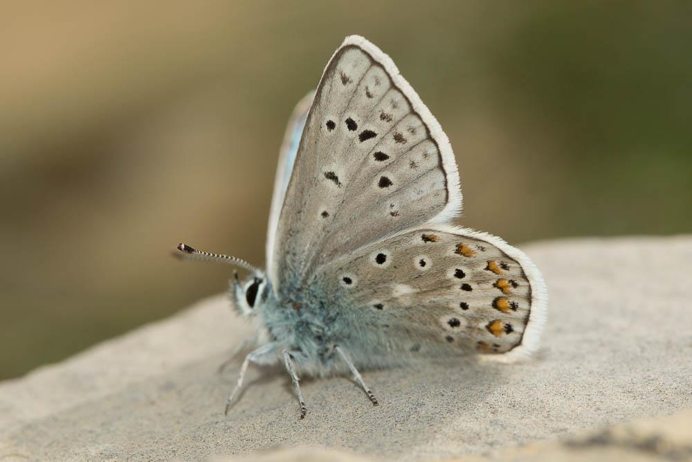 Azuré de l'Oxytropide (L'), Azuré d'Éros (L'), Arg Polyommatus eros (Ochsenheimer, 1808)