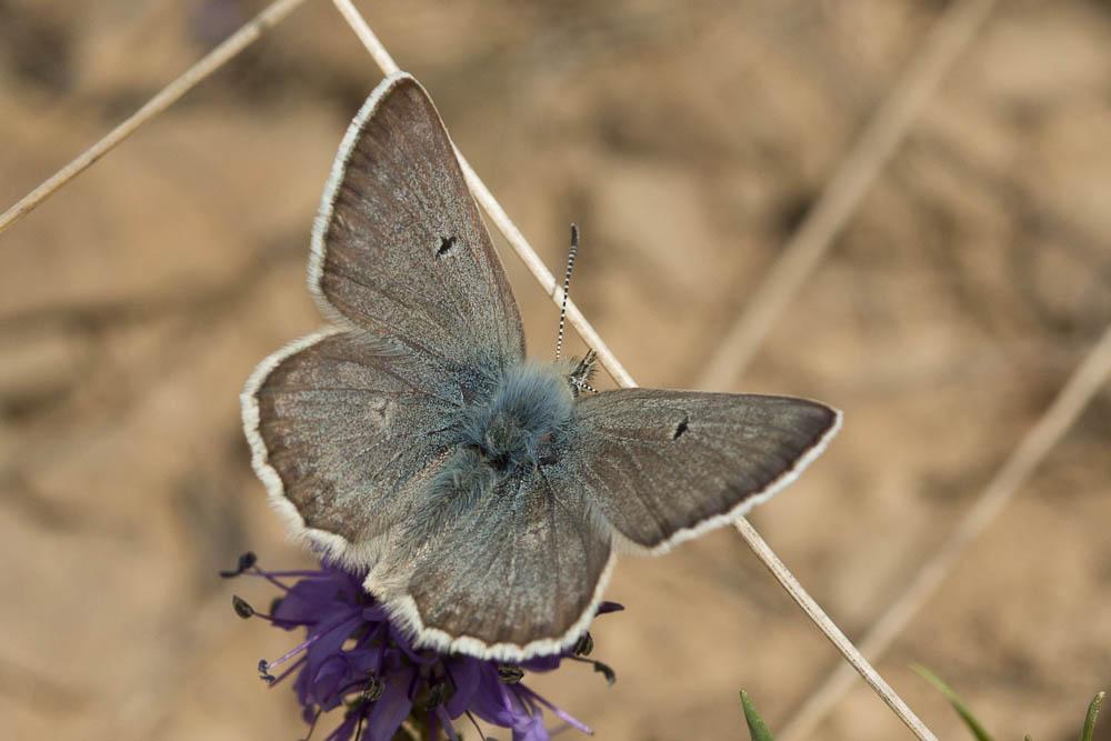 Azuré des Soldanelles (L'), Argus gris-bleu (L') Agriades glandon (Prunner, 1798)