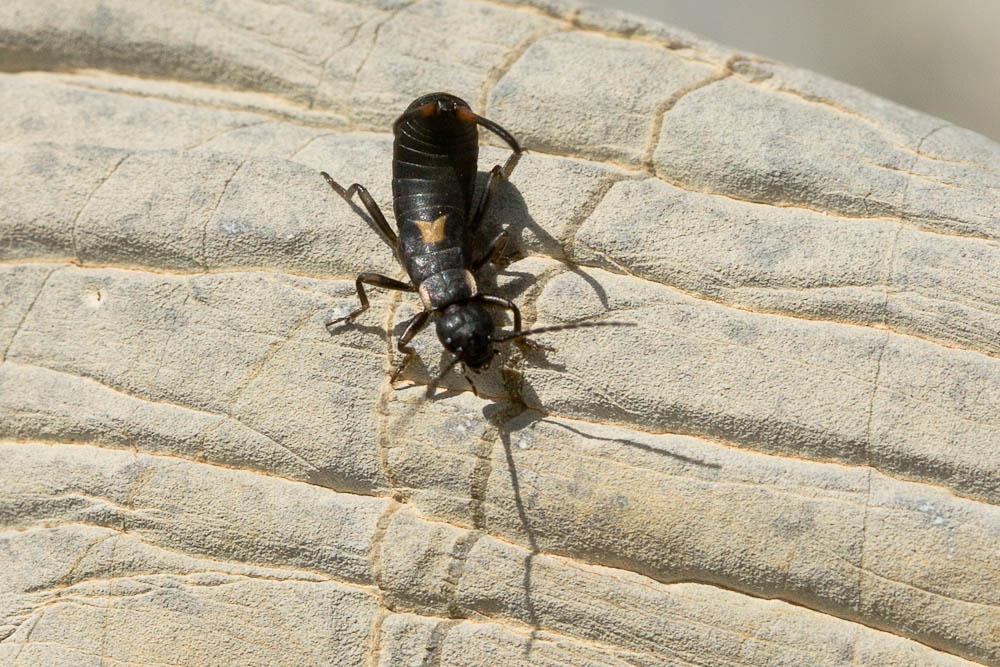 Anechura bipunctata (Fabricius, 1781)