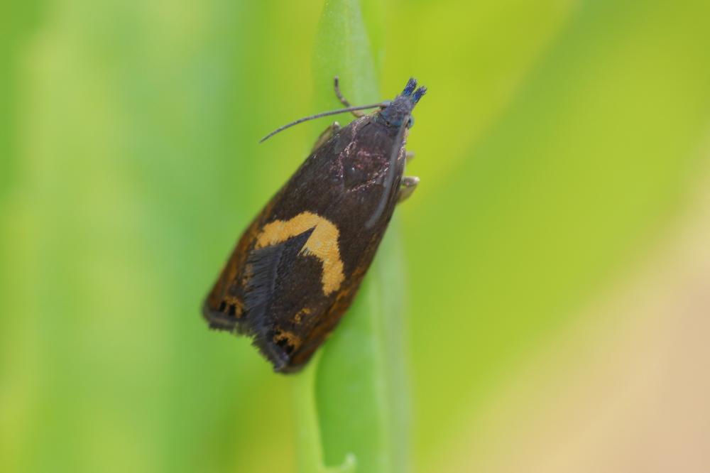  Dichrorampha petiverella (Linnaeus, 1758)