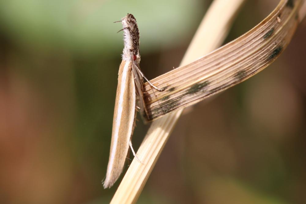 Pleurota aristella (Linnaeus, 1767)