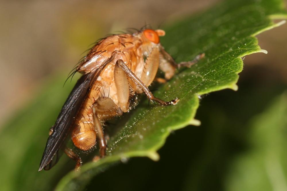  Suillia gigantea (Meigen, 1830)