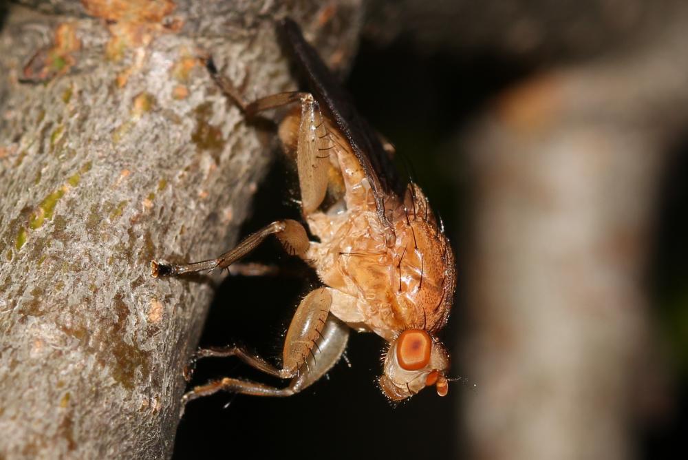  Suillia gigantea (Meigen, 1830)