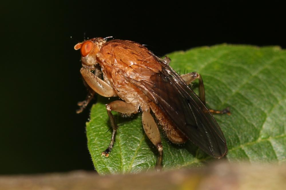  Suillia gigantea (Meigen, 1830)