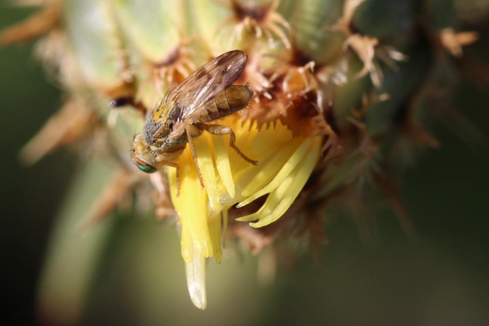 Terellia virens (Loew, 1846)