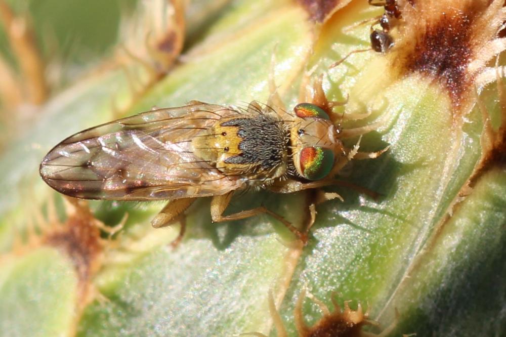 Terellia virens (Loew, 1846)