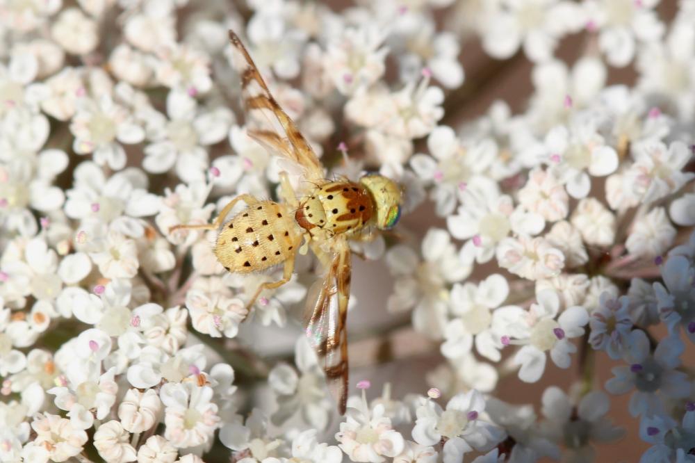 Orellia falcata (Scopoli, 1763)