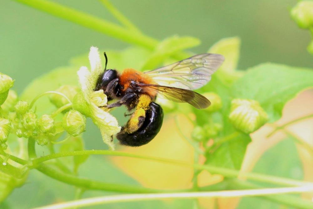 Andrena thoracica (Fabricius, 1775)
