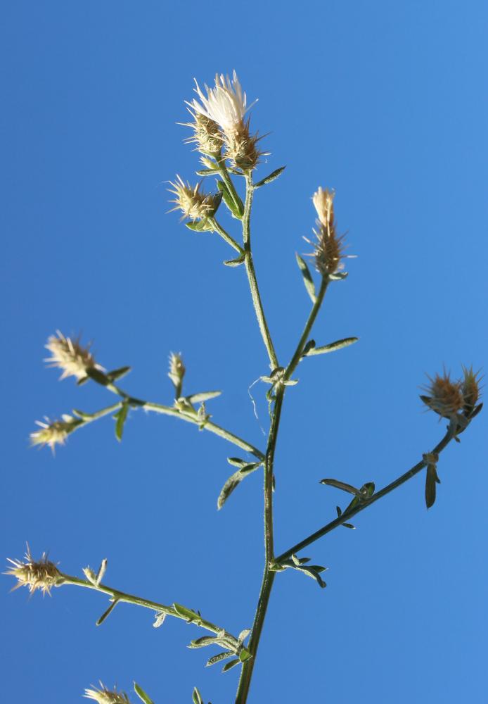 Centaurée diffuse Centaurea diffusa Lam., 1785