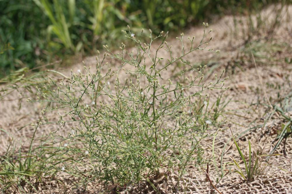 Centaurée diffuse Centaurea diffusa Lam., 1785