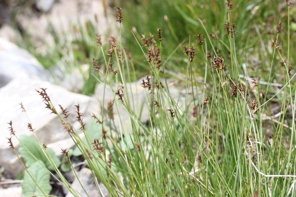 Laîche de Davall, Carex de Davall Carex davalliana Sm., 1800