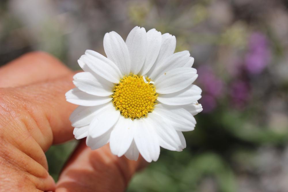 Leucanthème à feuilles de Coronope Leucanthemum coronopifolium Gren. & Godr., 1850