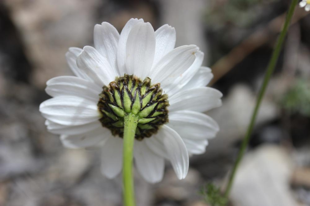 Leucanthème à feuilles de Coronope Leucanthemum coronopifolium Gren. & Godr., 1850