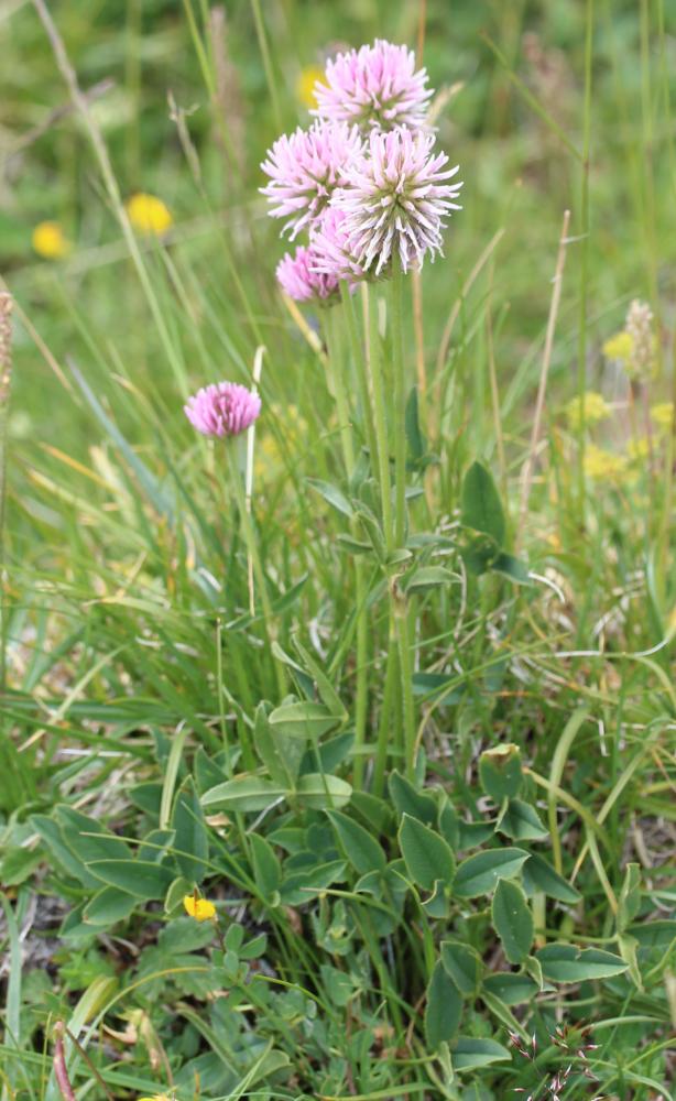 Trèfle des montagnes Trifolium montanum L., 1753