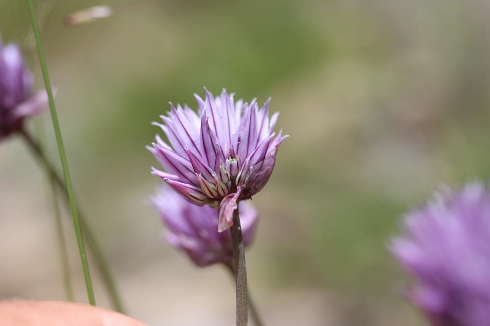 Civette, Ciboulette, Ciboule Allium schoenoprasum L., 1753