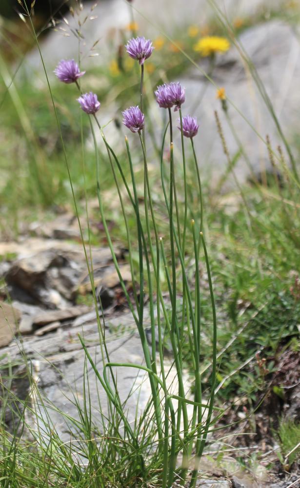 Civette, Ciboulette, Ciboule Allium schoenoprasum L., 1753
