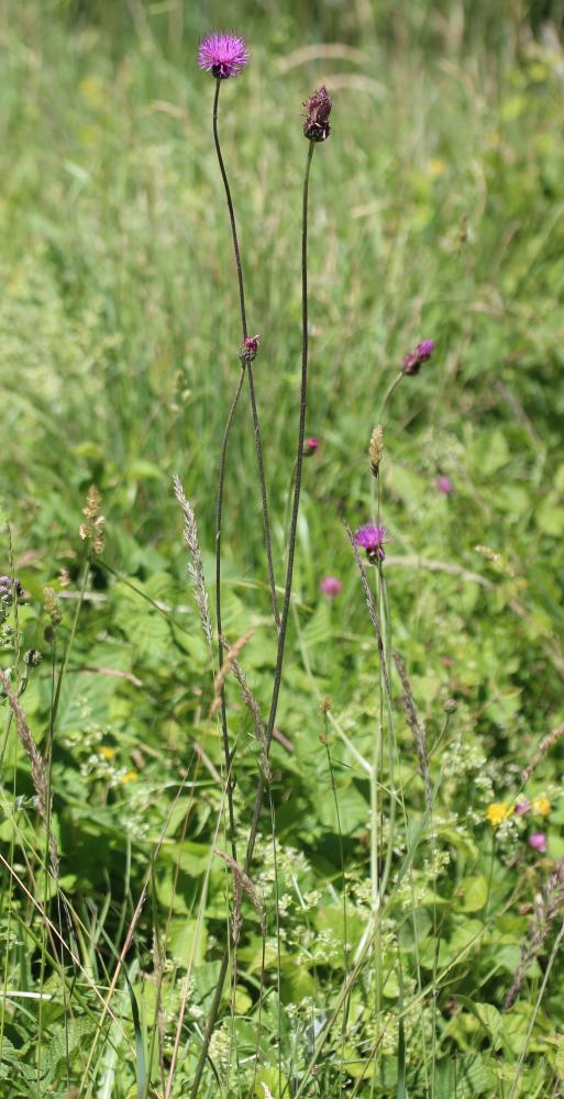 Cirse bulbeux Cirsium tuberosum (L.) All., 1785