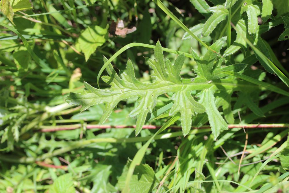 Cirse bulbeux Cirsium tuberosum (L.) All., 1785