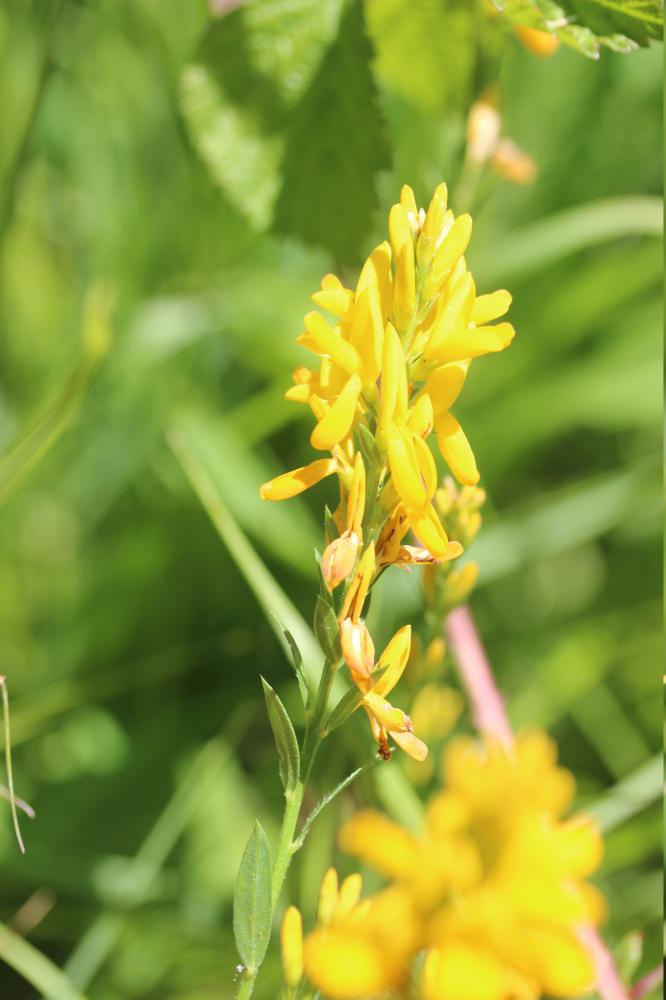 Genêt des teinturiers, Petit Genêt Genista tinctoria L., 1753