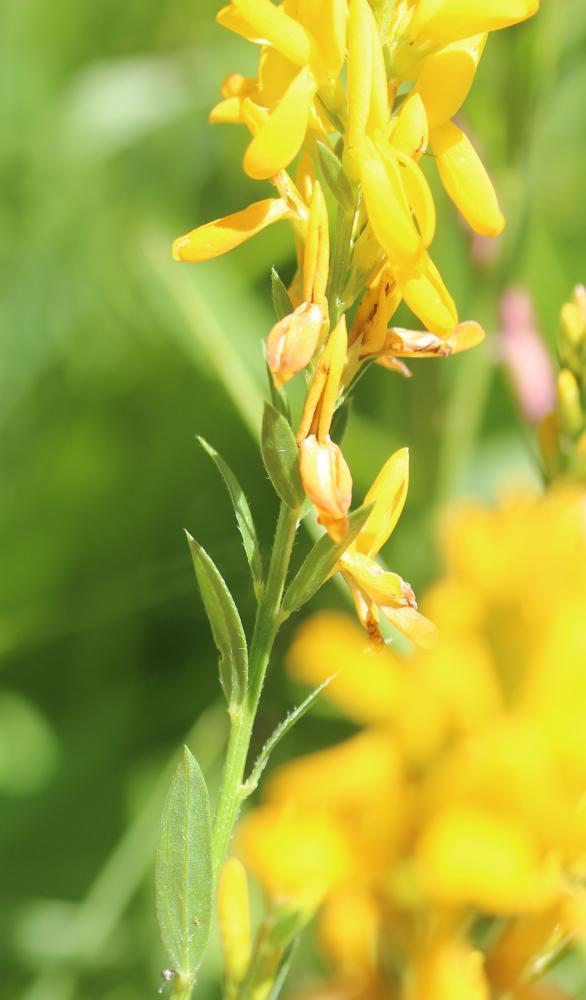 Genêt des teinturiers, Petit Genêt Genista tinctoria L., 1753