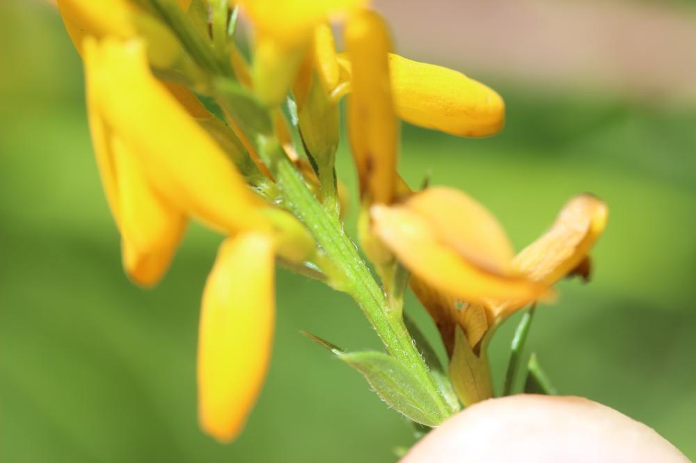 Genêt des teinturiers, Petit Genêt Genista tinctoria L., 1753