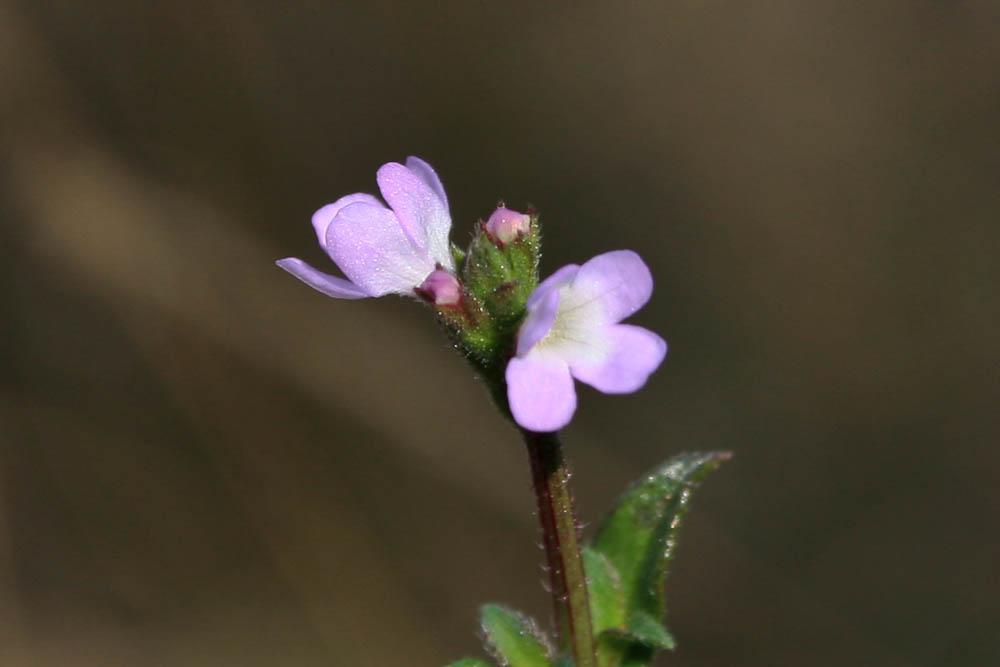 Verveine officinale Verbena officinalis L., 1753
