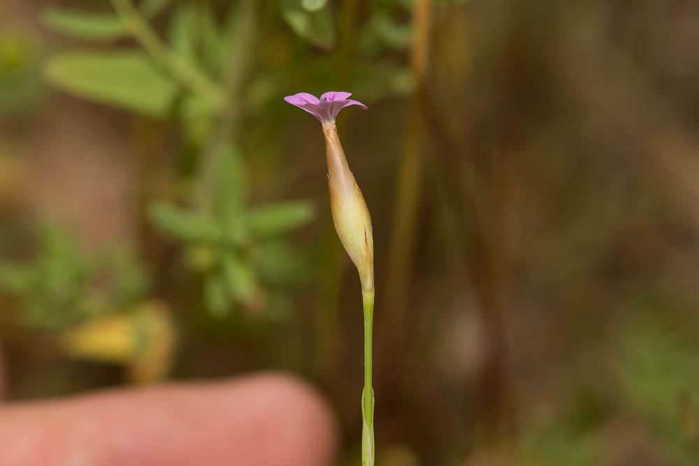 Oeillet prolifère, Petrorhagie prolifère Petrorhagia prolifera (L.) P.W.Ball & Heywood, 1964
